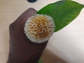 Fruits of Neolamarckia cadamba Showing by hand.